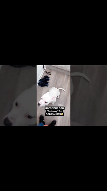 How??? 😹 #shorts #viral #subscribe #shortvideo #reels #lol #funny #dog #viralreels