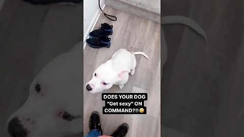 How??? 😹 #shorts #viral #subscribe #shortvideo #reels #lol #funny #dog #viralreels