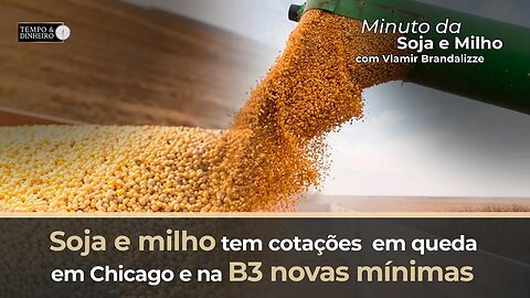 Soja e milho tem cotações em queda em Chicago e na B3 novas mínimas. Brandalizze comenta