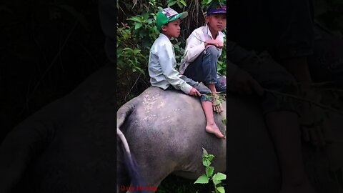 two children herding buffalo