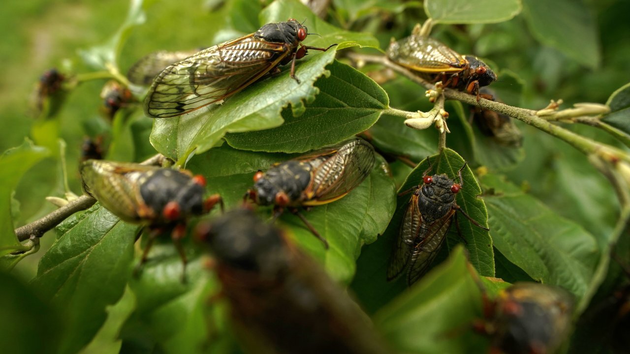 Cicadas Delay Reporters' Flight From D.C. To U.K.