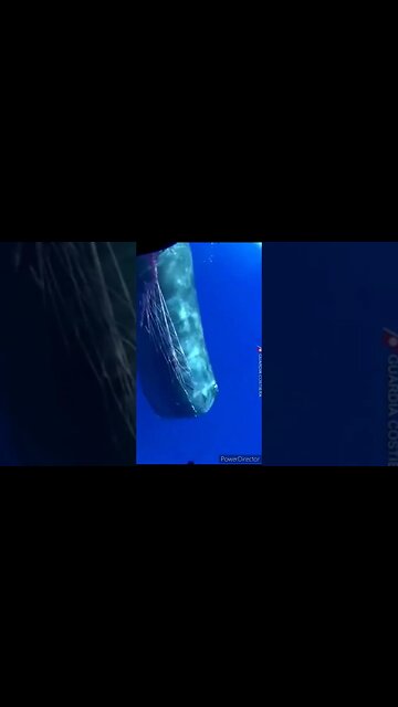 Baleias Jubarte protejam os animais marítimos em extinção #animais #pesca #proteçãoanimal