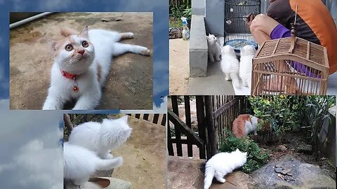 Kucing bermain didepan rumah part II