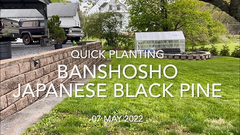 Quick Planting Banshosho Japanese Black Pine