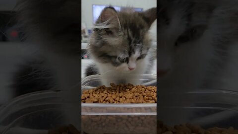 Cat Food Mukbang With Monday