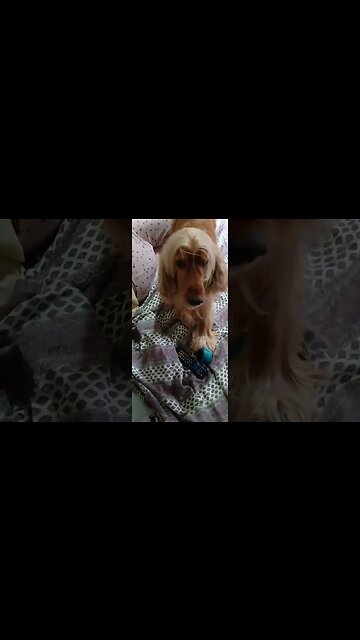 #dogshow , #animals , #dogs , #shorts