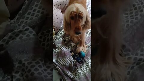 #dogshow , #animals , #dogs , #shorts