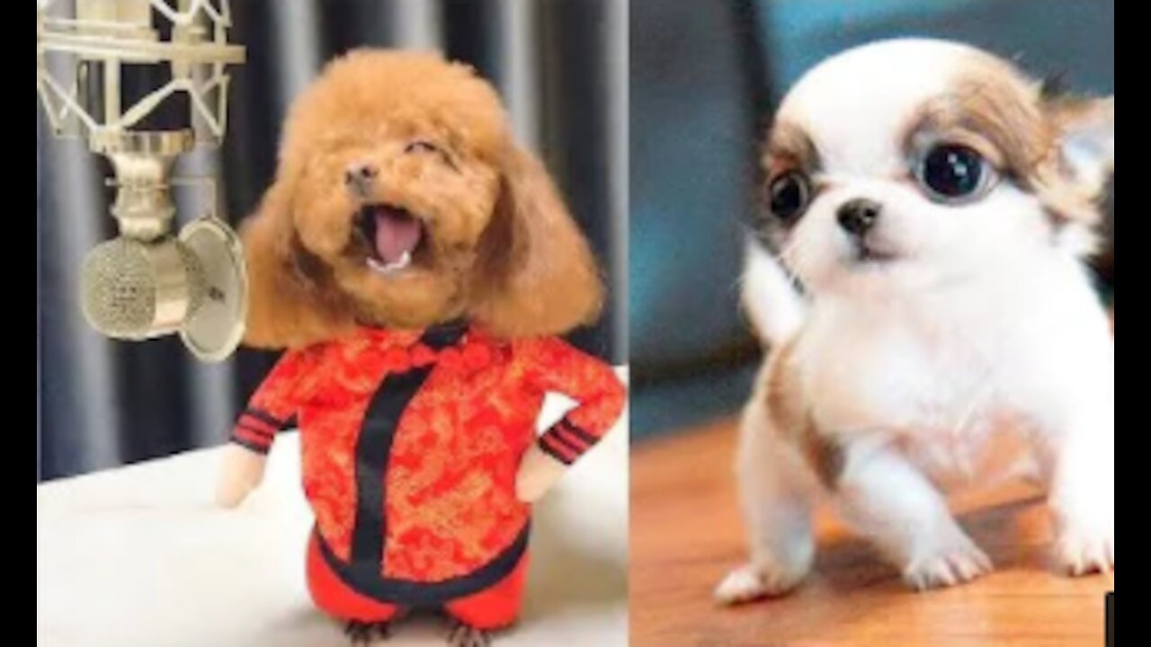 Funny and Smart Dog Compilation - Funny Pet Video