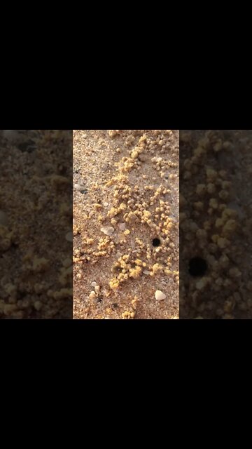 Crab Makes His Home by Puking Up Sand!
