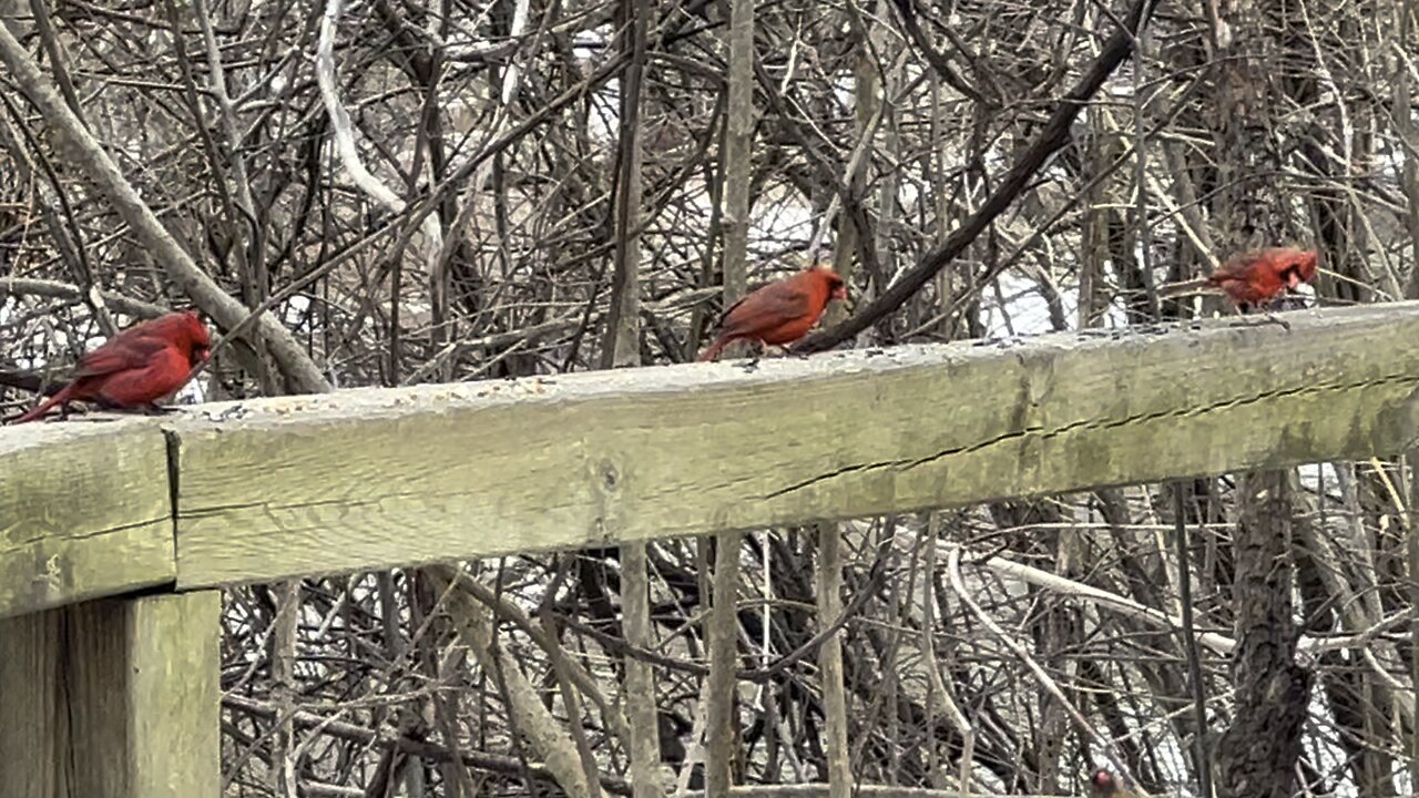 Cardinals respecting social spaces