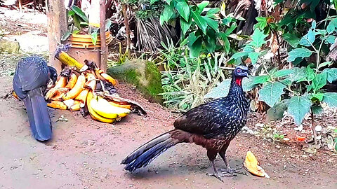 Dois Jacus Explorando a Terra: Aventura na fazenda