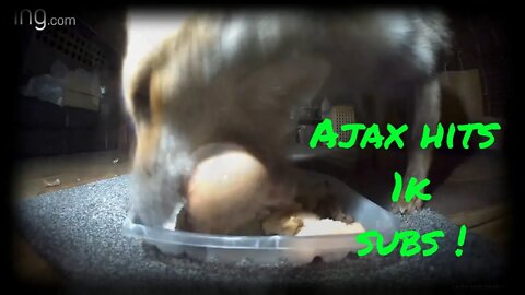 🦊Ajax the friendly urban #fox and her 1000 subscribers egg and chicken reward