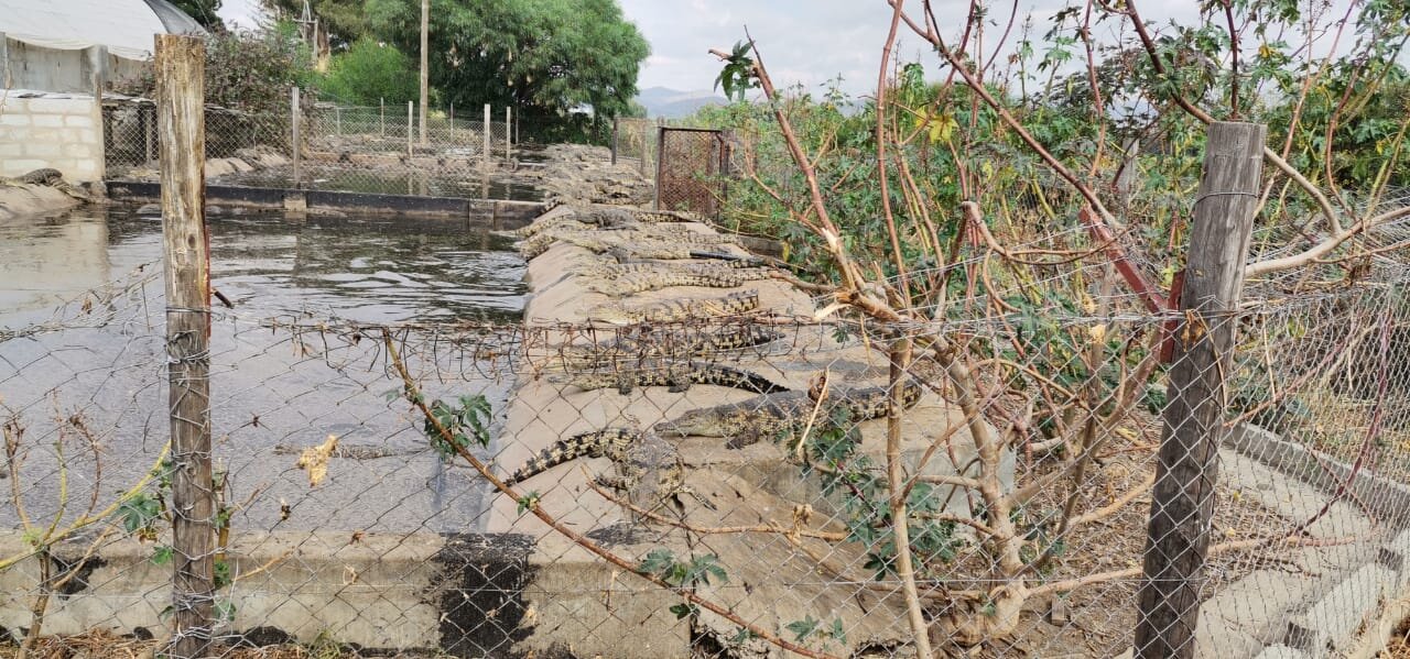 ’Large number’ of crocodiles escape from Boland breeding farm [Pt.3]