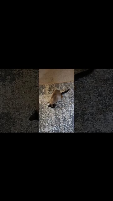 playing with cinder #cutekitty #cat