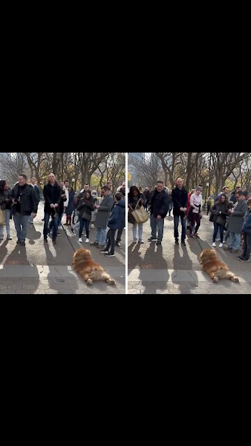 Stubborn pup completely gives up on walk