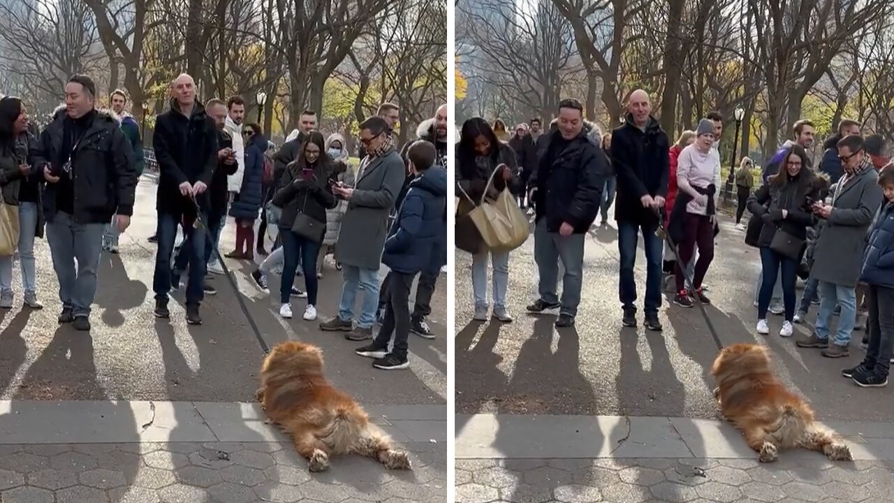 Stubborn pup completely gives up on walk