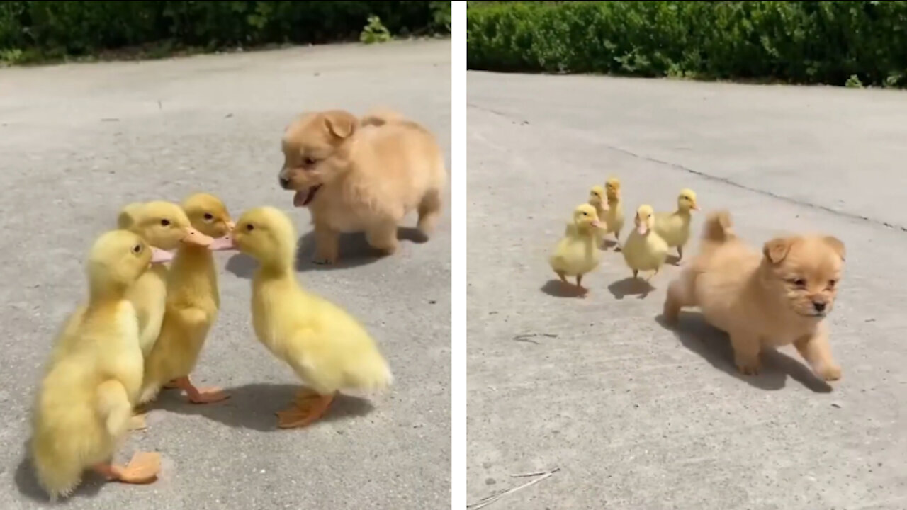 A Cute Puppy Became The Boss Of Five Ducklings