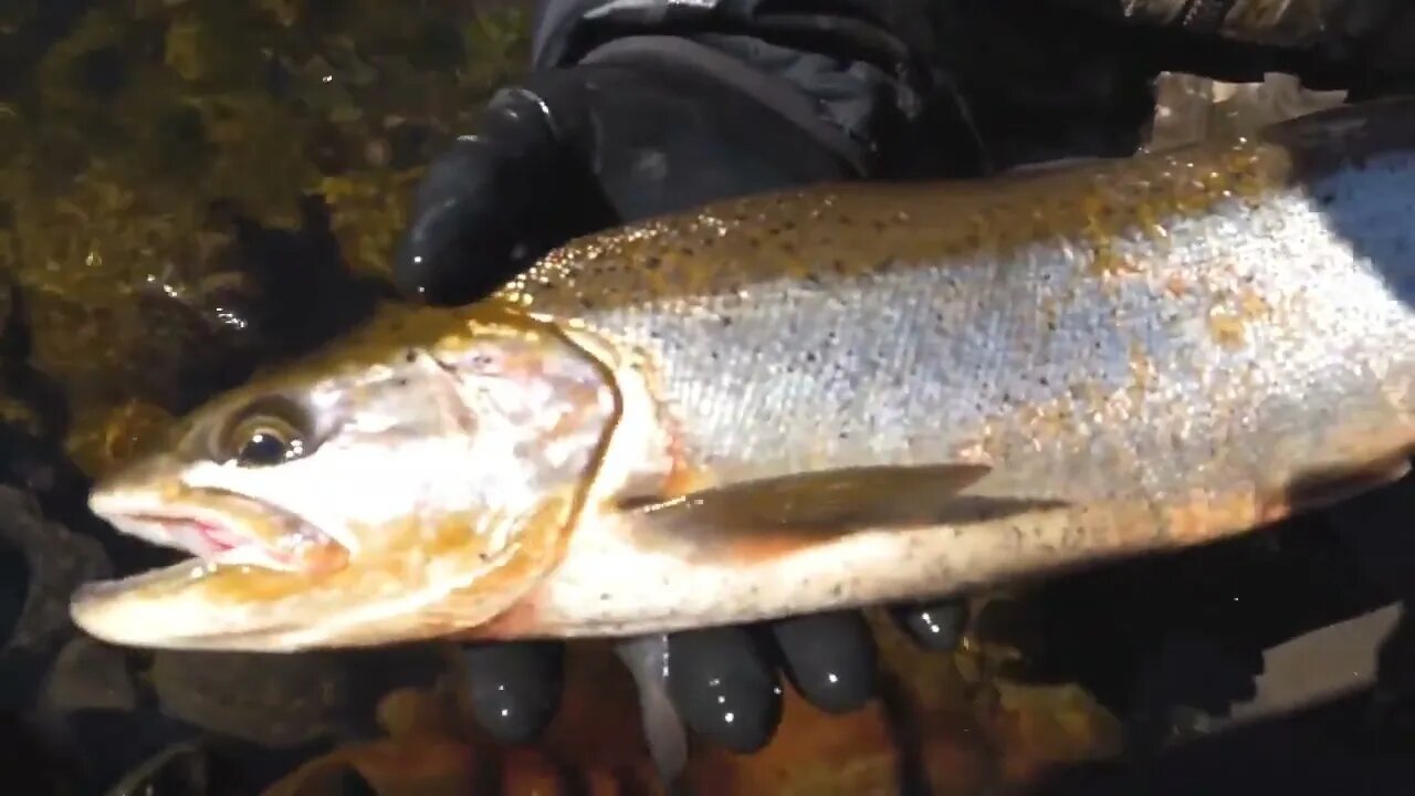 Crazy MONSTER Steelhead FISHING! Epic BOBBER DOWNS! (NEW PB HATCHERY_) @ 16