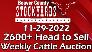 11/29/2022 - Beaver County Stockyards Livestock Auction