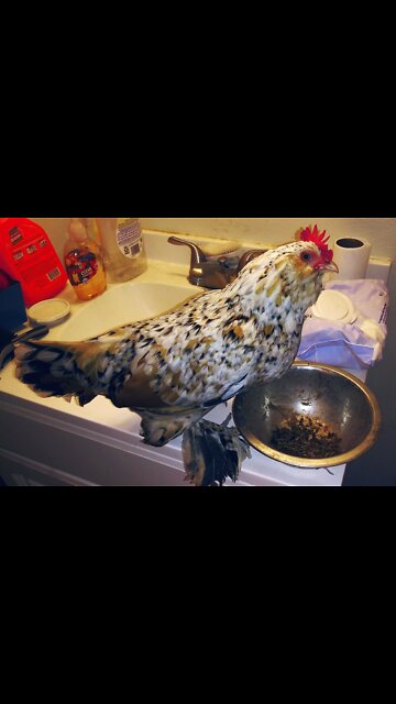 😄 Do the Chicken Step 🐔