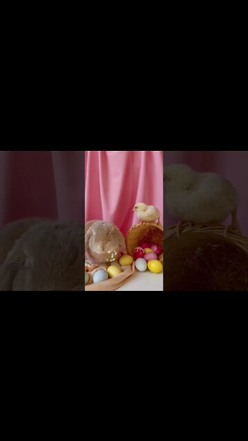#Shorts #Animal #Adorable #Rabbit #Chick #Peace #Love #Care