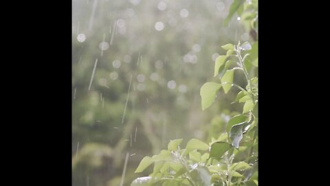 10 Minute Rain video for Meditation and Relaxation!