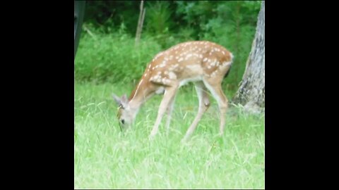 deer on the battlefield