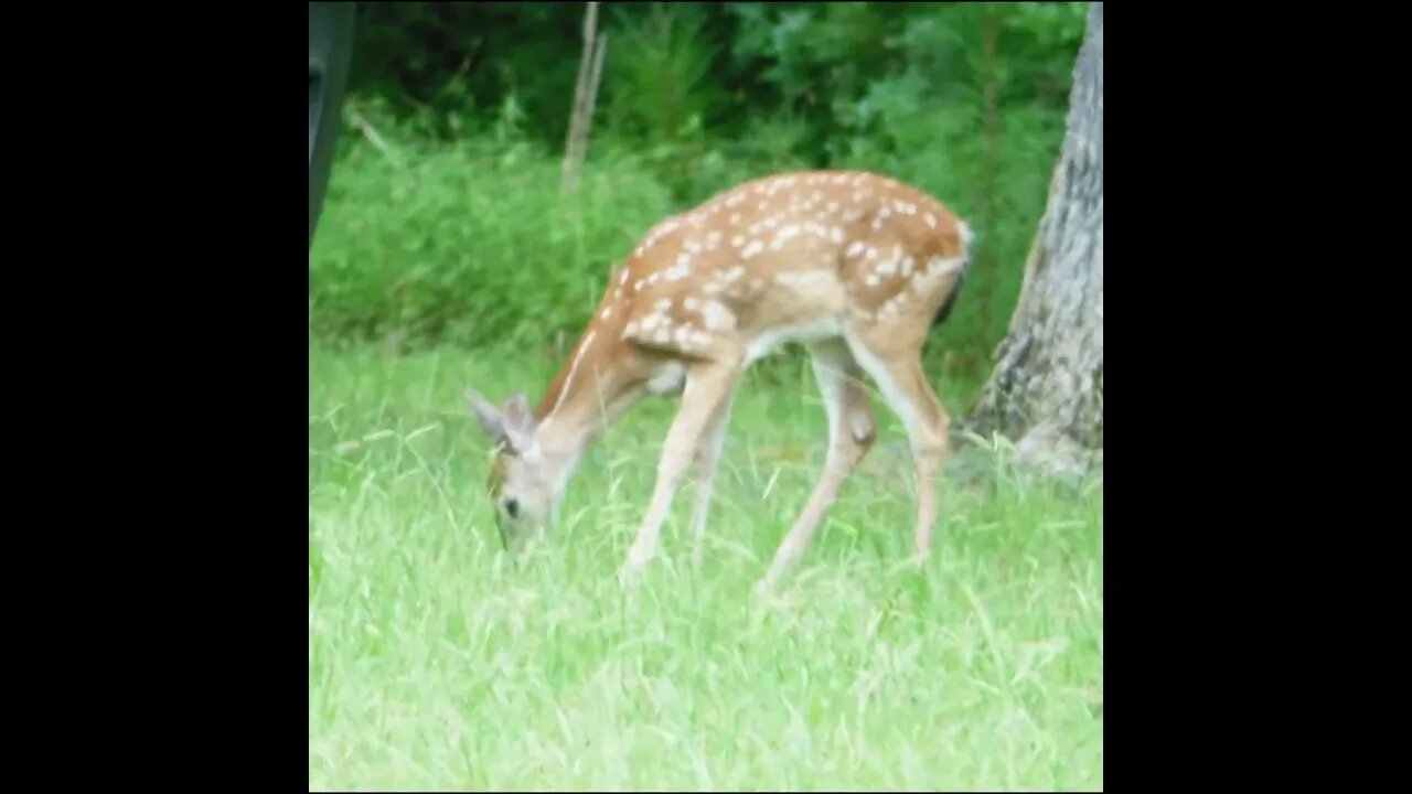 deer on the battlefield