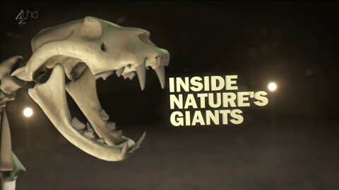 Inside Nature's Giants The Big Cats - S2E3