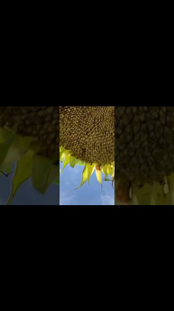 When do you cut your sunflowers down #hedgehogshomestead