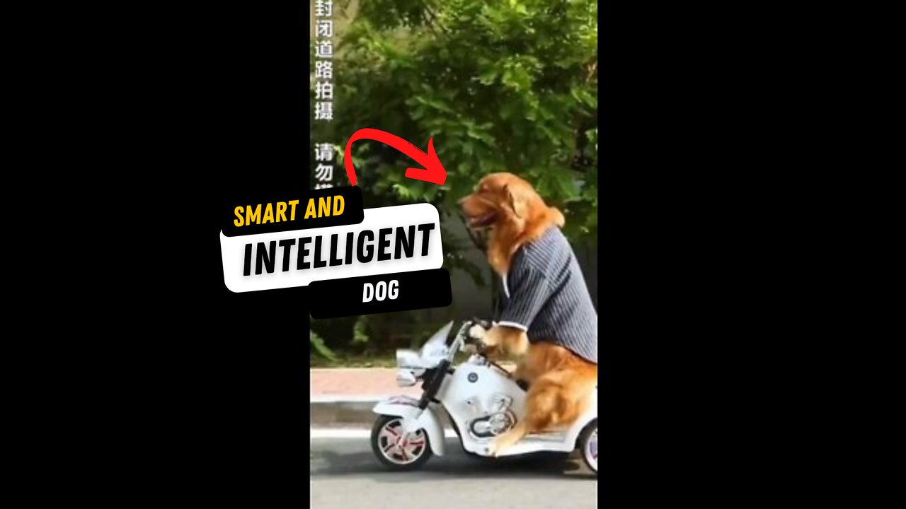 SMART AND INTELLIGENT DOG