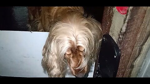 #dogshow , #animals , #dogs