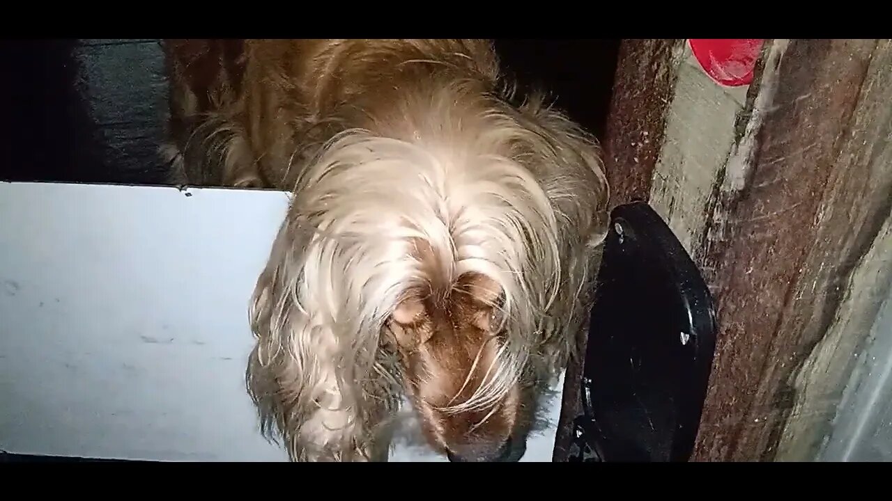 #dogshow , #animals , #dogs