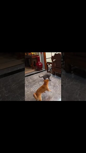 The😤Shiba👀Dog🐕‍🦺Defense💥Strategy😾😎🍺