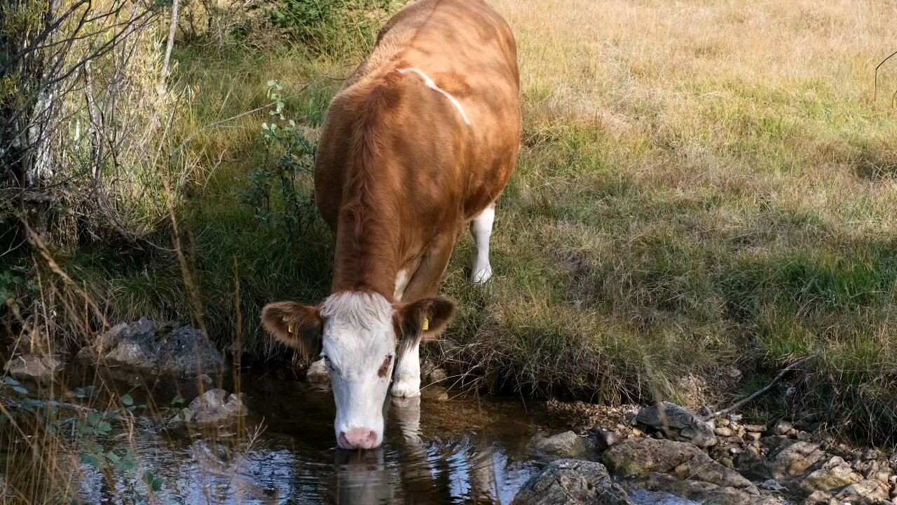 Nature video || natural beauty