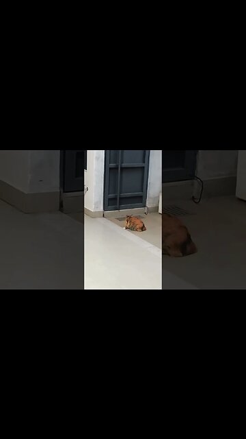 Gata curiosa #shorts