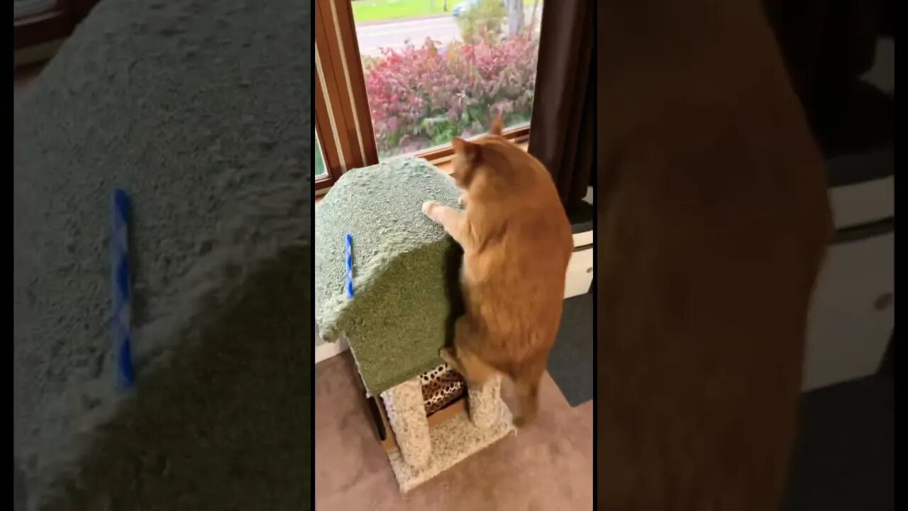 My Old Cat Still Loves To Play!