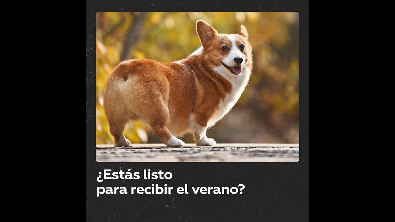 Corgis muestran sus habilidades en monopatín