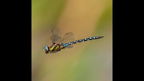 The children who catch the giant dragonfly.