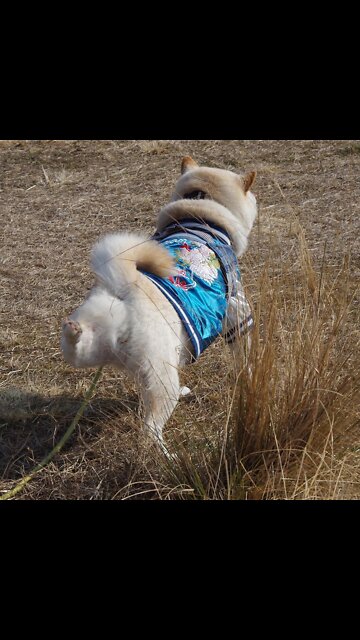 Funniest Dog and owner Playing With Each Other Funny Videos 09