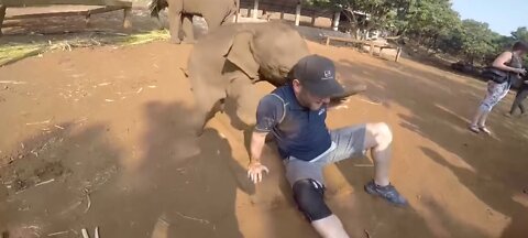 What Happens When Angry Mother Elephant Attacks A Herd Of Wild Dogs To Protect Her Children