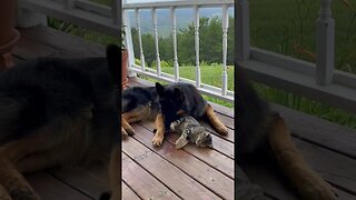 German Shepherd and kitten in love. #germanshepherd #gsd #cat #kitten