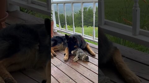 German Shepherd and kitten in love. #germanshepherd #gsd #cat #kitten