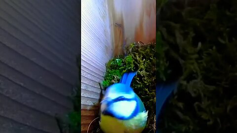 Who's There? 🤔 Adorable Blue Tit Reaction 😍