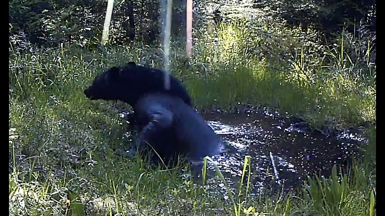 Bear Bath, May 28 - June 18