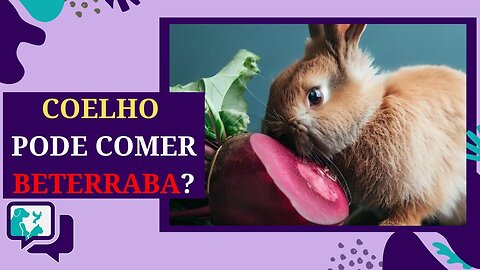 Coelhos Podem Comer Beterraba? Benefícios, Riscos e Cuidados na Alimentação