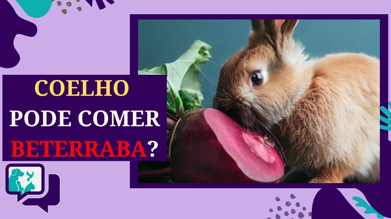 Coelhos Podem Comer Beterraba? Benefícios, Riscos e Cuidados na Alimentação