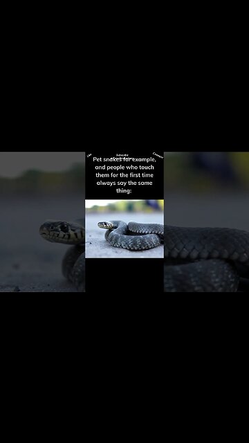 Many people think that reptiles are slimy #reptiles #snakes #shorts