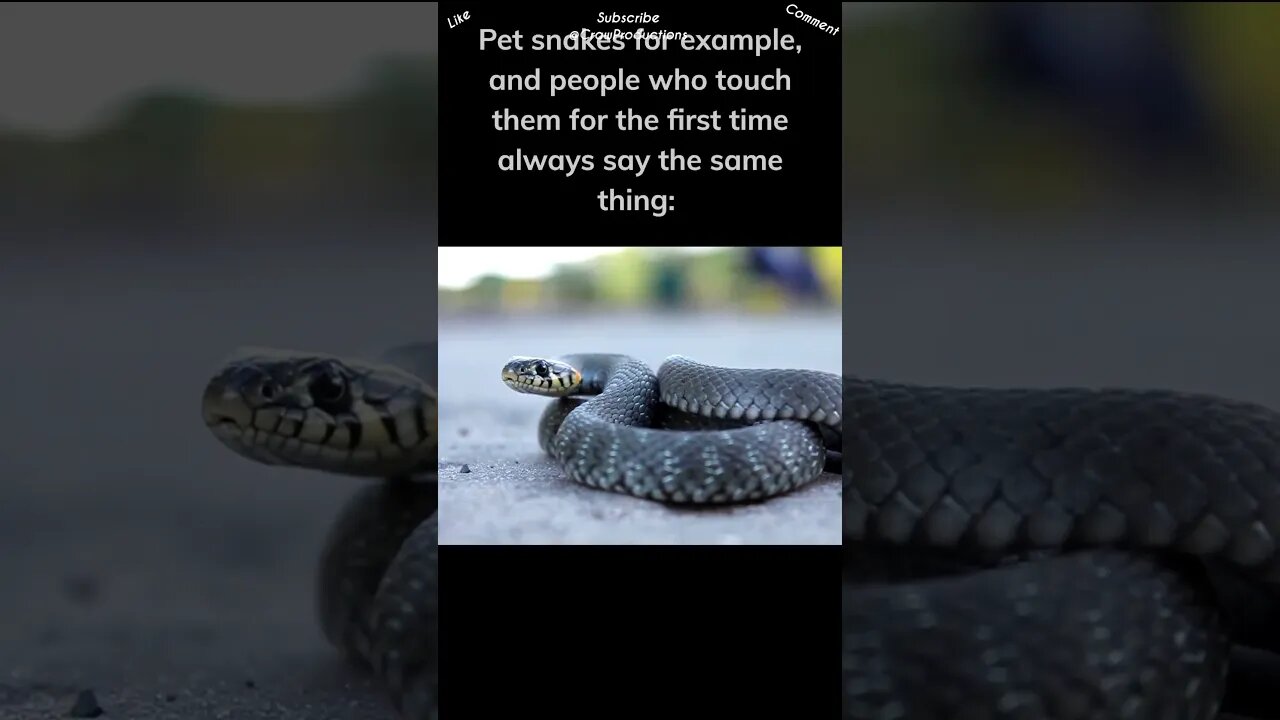 Many people think that reptiles are slimy #reptiles #snakes #shorts