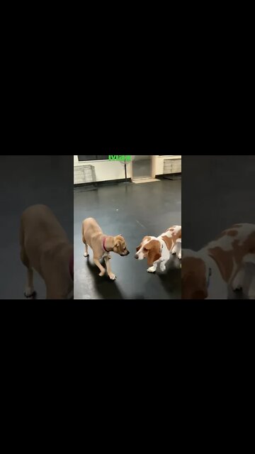 [Shorts 0108] MAX [#dogs #doggos #doggies #puppies #dogdaycare]